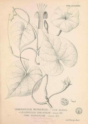 Reproducción/Reproduction 49747201221: Flora de Filipinas,. Manila,Estab. tip. de Plana y ca.,1877-83.. 