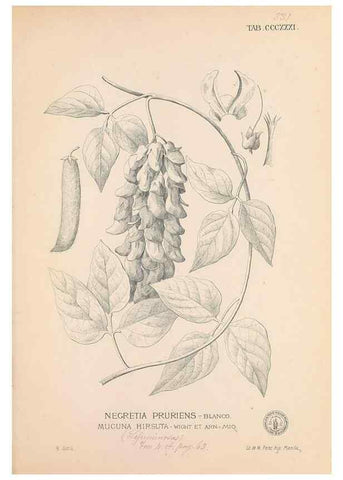 Reproducción/Reproduction 49747528677: Flora de Filipinas,. Manila,Estab. tip. de Plana y ca.,1877-83.. 