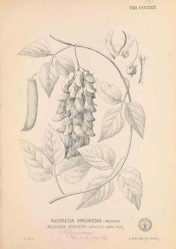 Reproducción/Reproduction 49747528677: Flora de Filipinas,. Manila,Estab. tip. de Plana y ca.,1877-83.. 
