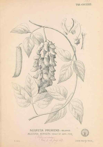 Reproducción/Reproduction 49747528677: Flora de Filipinas,. Manila,Estab. tip. de Plana y ca.,1877-83.. 