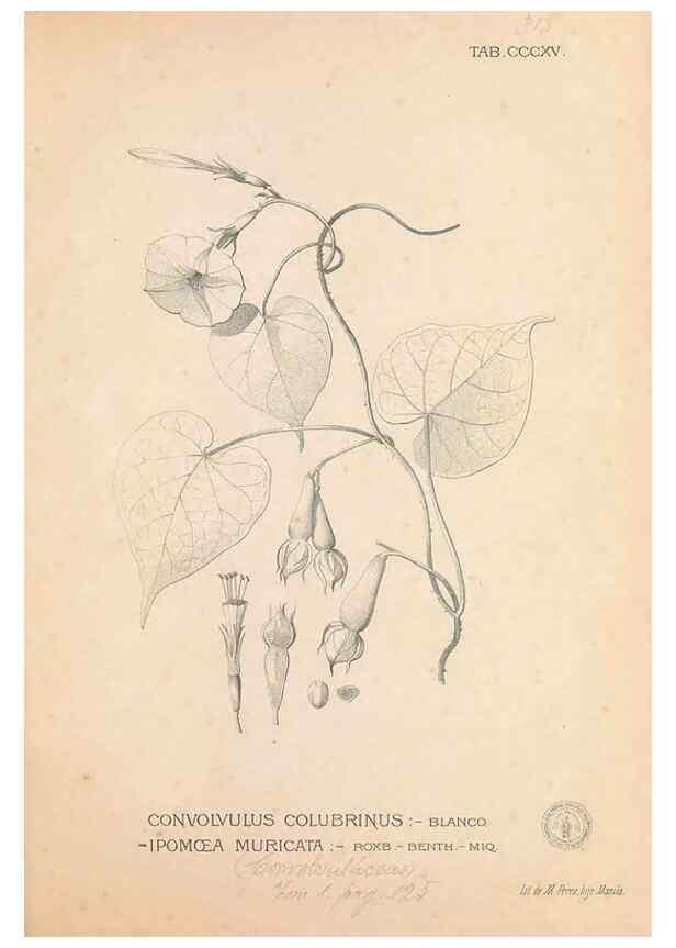 Reproducción/Reproduction 49747197016: Flora de Filipinas,. Manila,Estab. tip. de Plana y ca.,1877-83.. 