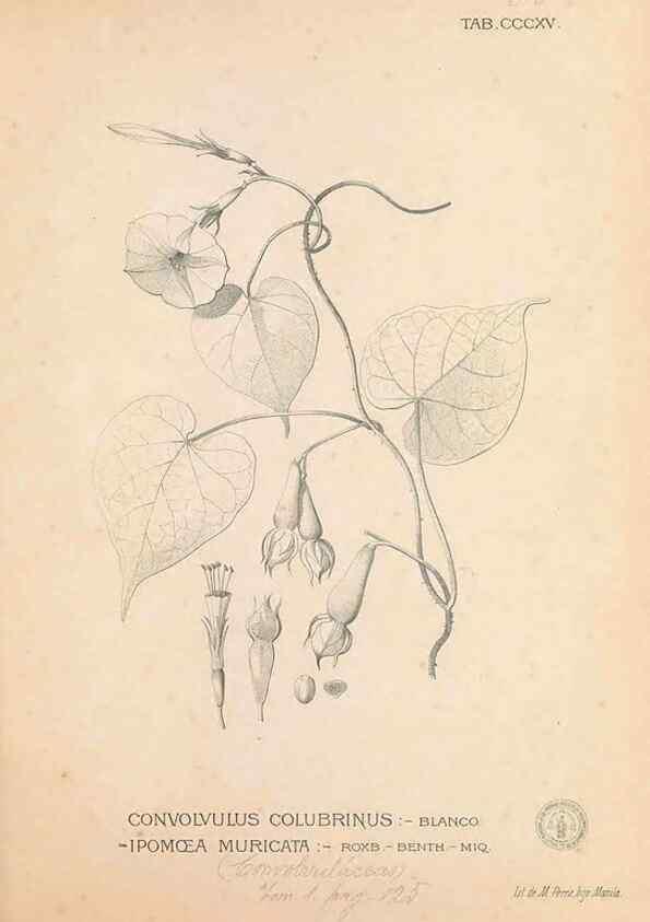Reproducción/Reproduction 49747197016: Flora de Filipinas,. Manila,Estab. tip. de Plana y ca.,1877-83.. 
