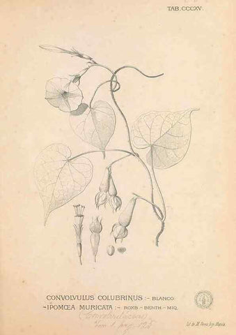 Reproducción/Reproduction 49747197016: Flora de Filipinas,. Manila,Estab. tip. de Plana y ca.,1877-83.. 