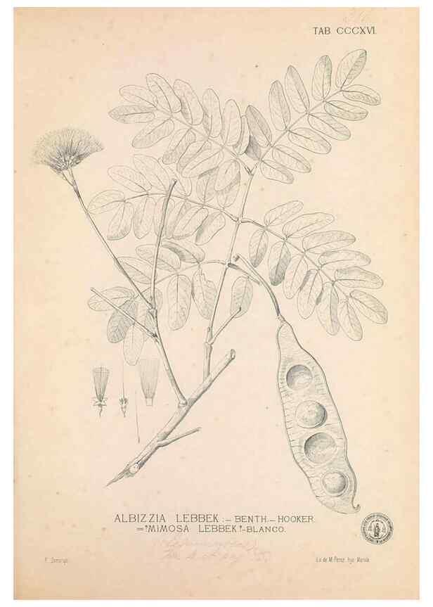 Reproducción/Reproduction 49747525152: Flora de Filipinas,. Manila,Estab. tip. de Plana y ca.,1877-83.. 