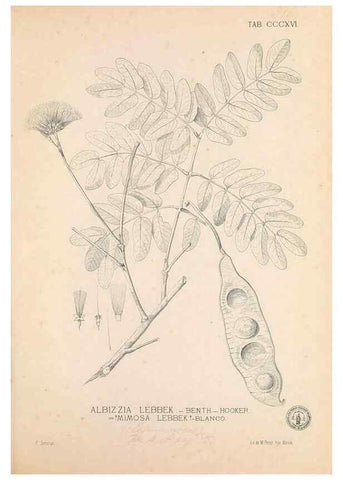 Reproducción/Reproduction 49747525152: Flora de Filipinas,. Manila,Estab. tip. de Plana y ca.,1877-83.. 