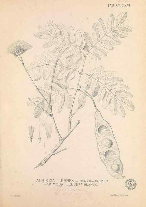 Reproducción/Reproduction 49747525152: Flora de Filipinas,. Manila,Estab. tip. de Plana y ca.,1877-83.. 