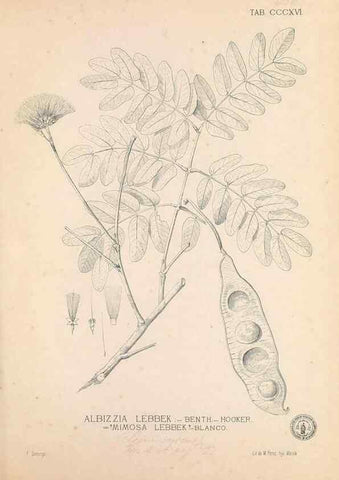 Reproducción/Reproduction 49747525152: Flora de Filipinas,. Manila,Estab. tip. de Plana y ca.,1877-83.. 