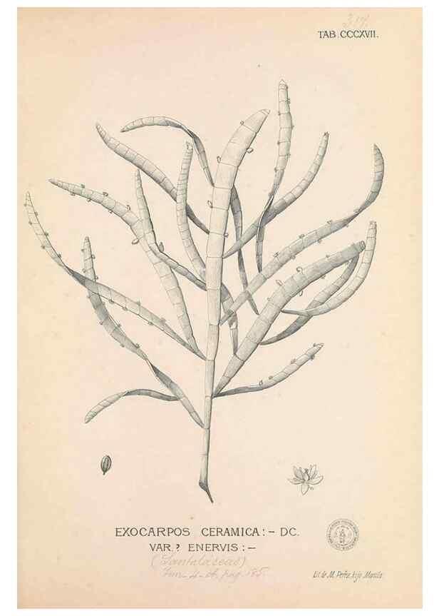Reproducción/Reproduction 49746656753: Flora de Filipinas,. Manila,Estab. tip. de Plana y ca.,1877-83.. 