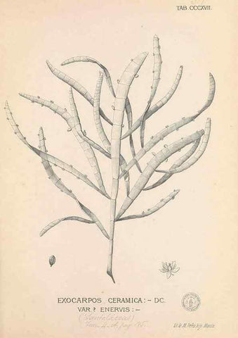 Reproducción/Reproduction 49746656753: Flora de Filipinas,. Manila,Estab. tip. de Plana y ca.,1877-83.. 