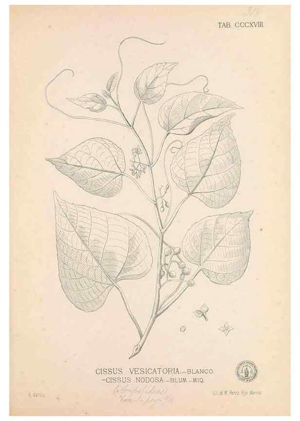 Reproducción/Reproduction 49746656963: Flora de Filipinas,. Manila,Estab. tip. de Plana y ca.,1877-83.. 