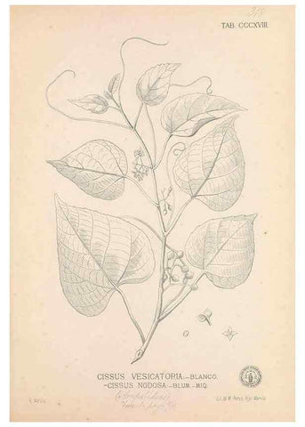 Reproducción/Reproduction 49746656963: Flora de Filipinas,. Manila,Estab. tip. de Plana y ca.,1877-83.. 