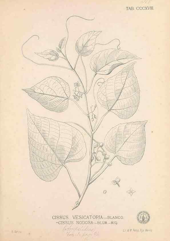 Reproducción/Reproduction 49746656963: Flora de Filipinas,. Manila,Estab. tip. de Plana y ca.,1877-83.. 