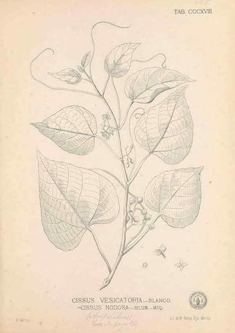 Reproducción/Reproduction 49746656963: Flora de Filipinas,. Manila,Estab. tip. de Plana y ca.,1877-83.. 