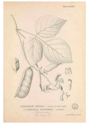 Reproducción/Reproduction 49746657153: Flora de Filipinas,. Manila,Estab. tip. de Plana y ca.,1877-83.. 