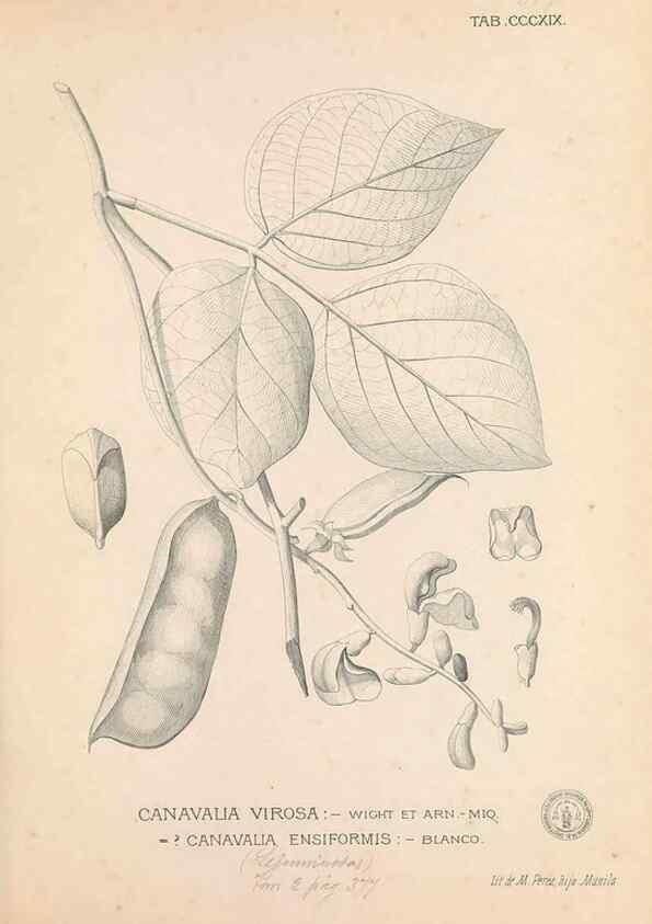 Reproducción/Reproduction 49746657153: Flora de Filipinas,. Manila,Estab. tip. de Plana y ca.,1877-83.. 
