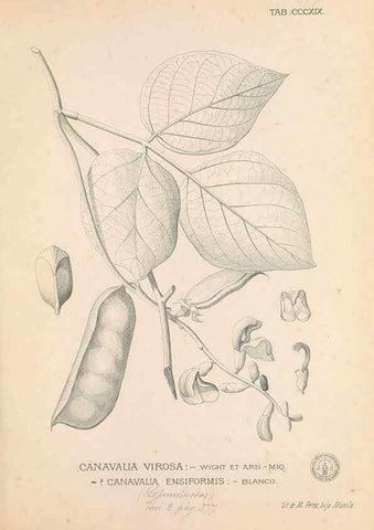 Reproducción/Reproduction 49746657153: Flora de Filipinas,. Manila,Estab. tip. de Plana y ca.,1877-83.. 