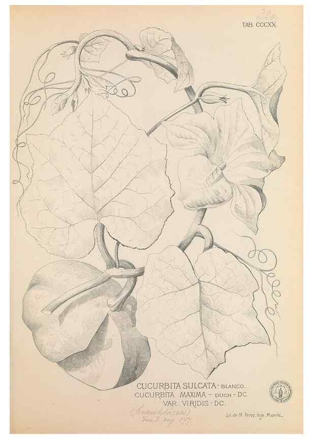 Reproducción/Reproduction 49746657443: Flora de Filipinas,. Manila,Estab. tip. de Plana y ca.,1877-83.. 