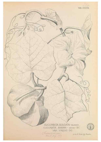 Reproducción/Reproduction 49746657443: Flora de Filipinas,. Manila,Estab. tip. de Plana y ca.,1877-83.. 