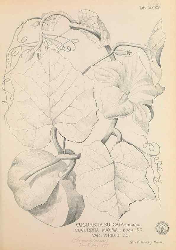 Reproducción/Reproduction 49746657443: Flora de Filipinas,. Manila,Estab. tip. de Plana y ca.,1877-83.. 