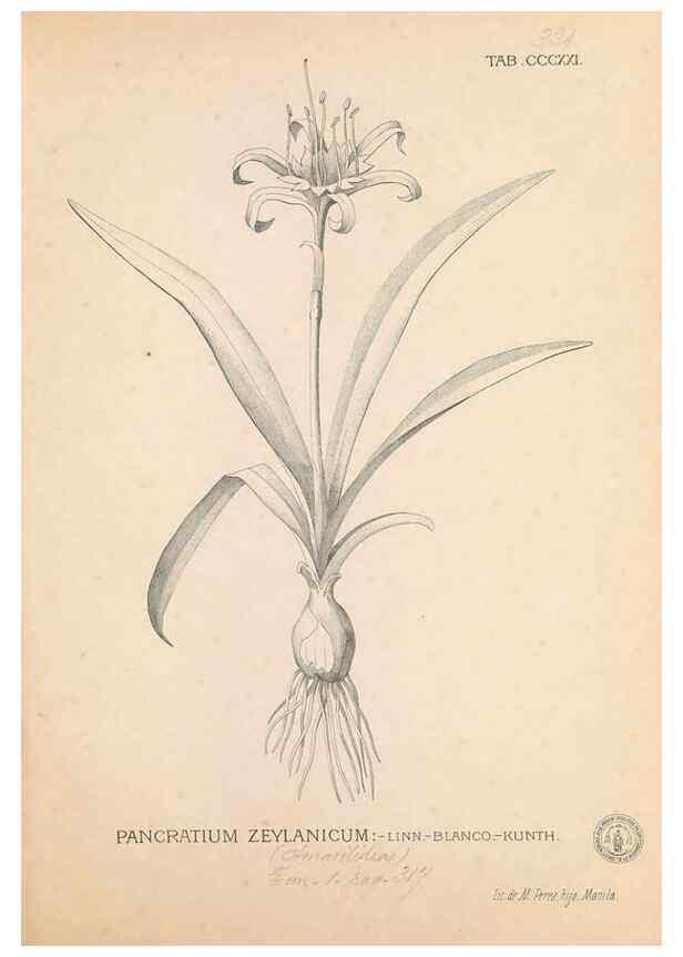 Reproducción/Reproduction 49746657653: Flora de Filipinas,. Manila,Estab. tip. de Plana y ca.,1877-83.. 