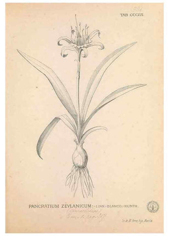 Reproducción/Reproduction 49746657653: Flora de Filipinas,. Manila,Estab. tip. de Plana y ca.,1877-83.. 