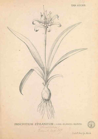 Reproducción/Reproduction 49746657653: Flora de Filipinas,. Manila,Estab. tip. de Plana y ca.,1877-83.. 