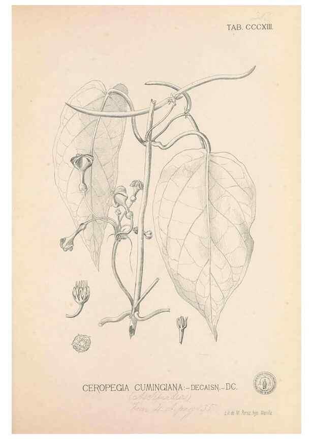 Reproducción/Reproduction 49746655753: Flora de Filipinas,. Manila,Estab. tip. de Plana y ca.,1877-83.. 