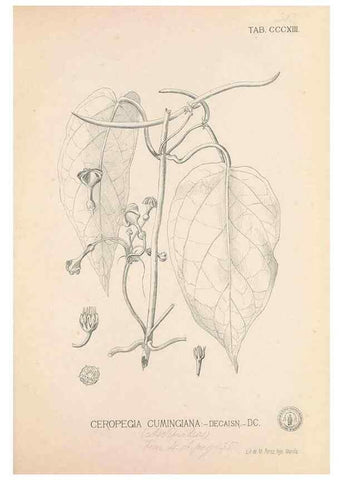 Reproducción/Reproduction 49746655753: Flora de Filipinas,. Manila,Estab. tip. de Plana y ca.,1877-83.. 