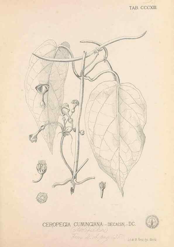 Reproducción/Reproduction 49746655753: Flora de Filipinas,. Manila,Estab. tip. de Plana y ca.,1877-83.. 