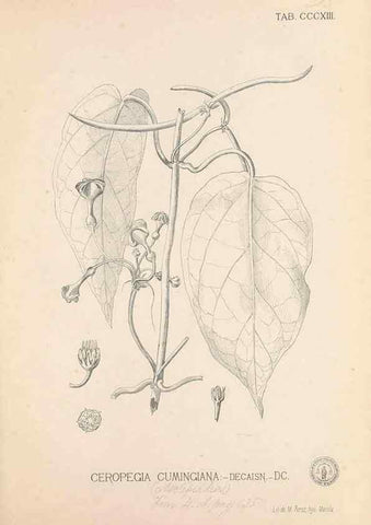 Reproducción/Reproduction 49746655753: Flora de Filipinas,. Manila,Estab. tip. de Plana y ca.,1877-83.. 