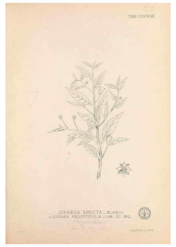 Reproducción/Reproduction 49747198751: Flora de Filipinas,. Manila,Estab. tip. de Plana y ca.,1877-83.. 
