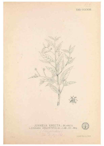 Reproducción/Reproduction 49747198751: Flora de Filipinas,. Manila,Estab. tip. de Plana y ca.,1877-83.. 