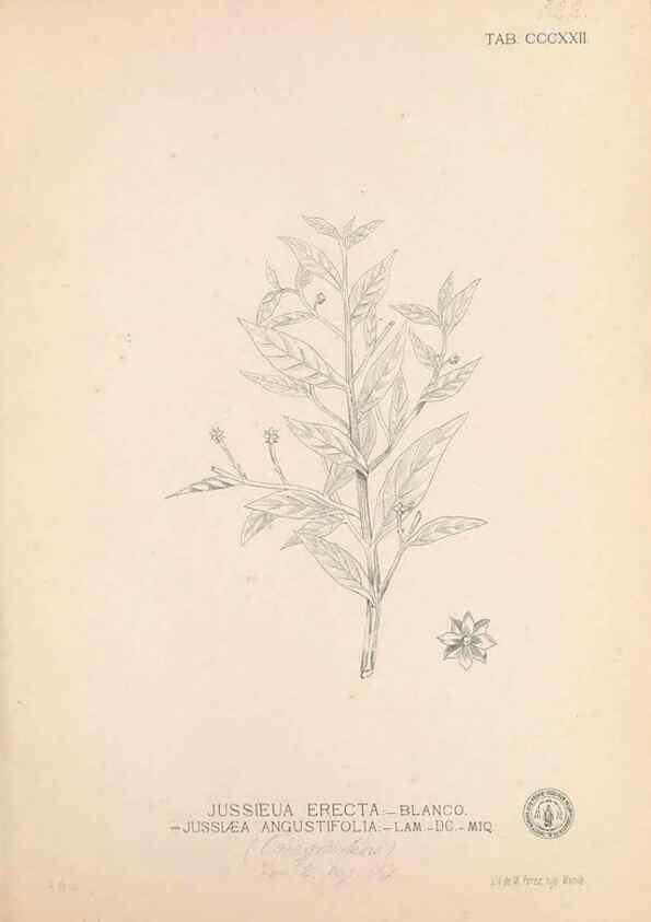 Reproducción/Reproduction 49747198751: Flora de Filipinas,. Manila,Estab. tip. de Plana y ca.,1877-83.. 