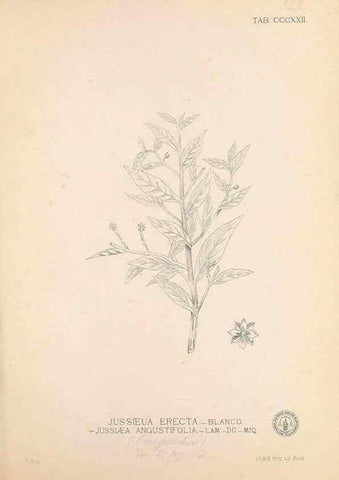 Reproducción/Reproduction 49747198751: Flora de Filipinas,. Manila,Estab. tip. de Plana y ca.,1877-83.. 