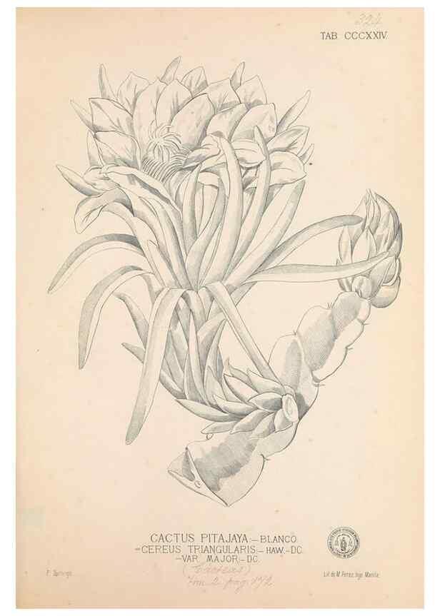 Reproducción/Reproduction 49746658543: Flora de Filipinas,. Manila,Estab. tip. de Plana y ca.,1877-83.. 