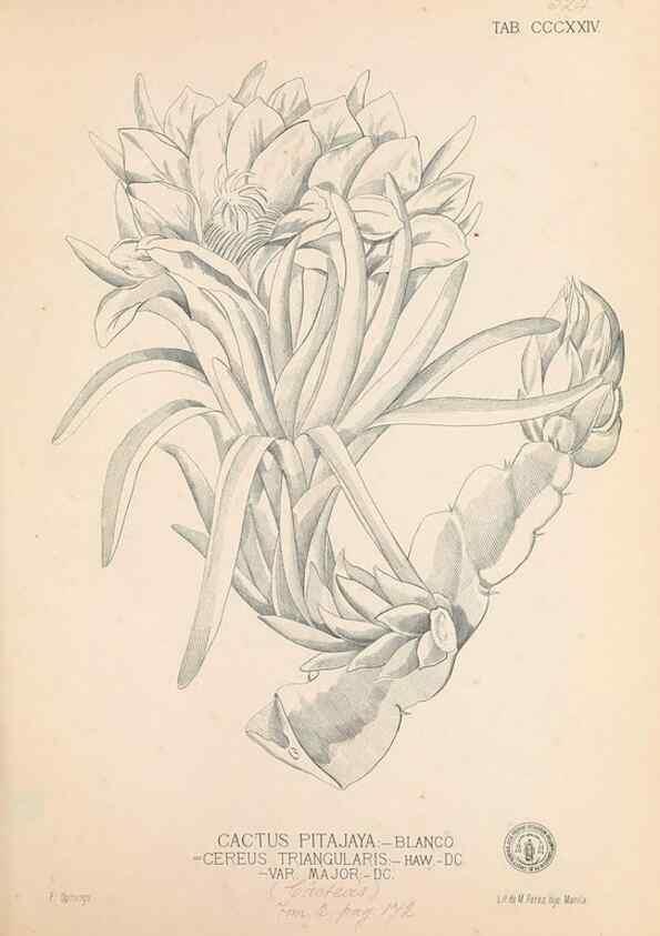 Reproducción/Reproduction 49746658543: Flora de Filipinas,. Manila,Estab. tip. de Plana y ca.,1877-83.. 