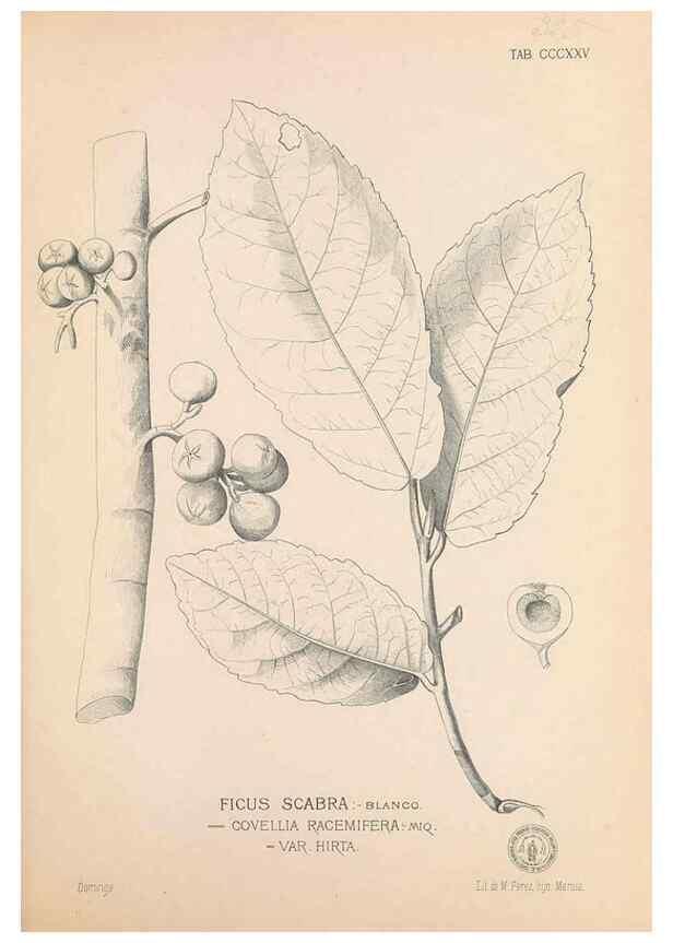 Reproducción/Reproduction 49746658798: Flora de Filipinas,. Manila,Estab. tip. de Plana y ca.,1877-83.. 