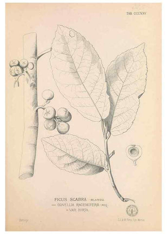 Reproducción/Reproduction 49746658798: Flora de Filipinas,. Manila,Estab. tip. de Plana y ca.,1877-83.. 