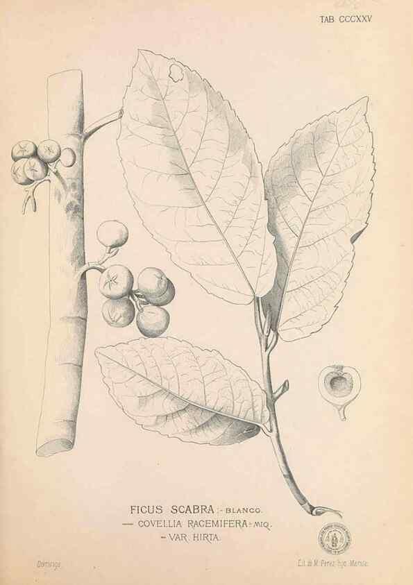 Reproducción/Reproduction 49746658798: Flora de Filipinas,. Manila,Estab. tip. de Plana y ca.,1877-83.. 