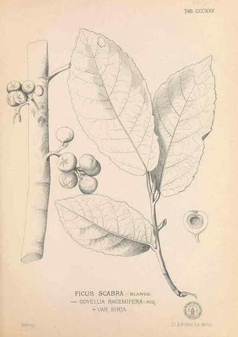 Reproducción/Reproduction 49746658798: Flora de Filipinas,. Manila,Estab. tip. de Plana y ca.,1877-83.. 