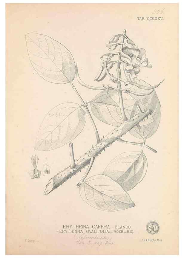 Reproducción/Reproduction 49746659023: Flora de Filipinas,. Manila,Estab. tip. de Plana y ca.,1877-83.. 