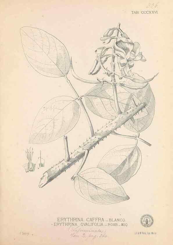 Reproducción/Reproduction 49746659023: Flora de Filipinas,. Manila,Estab. tip. de Plana y ca.,1877-83.. 