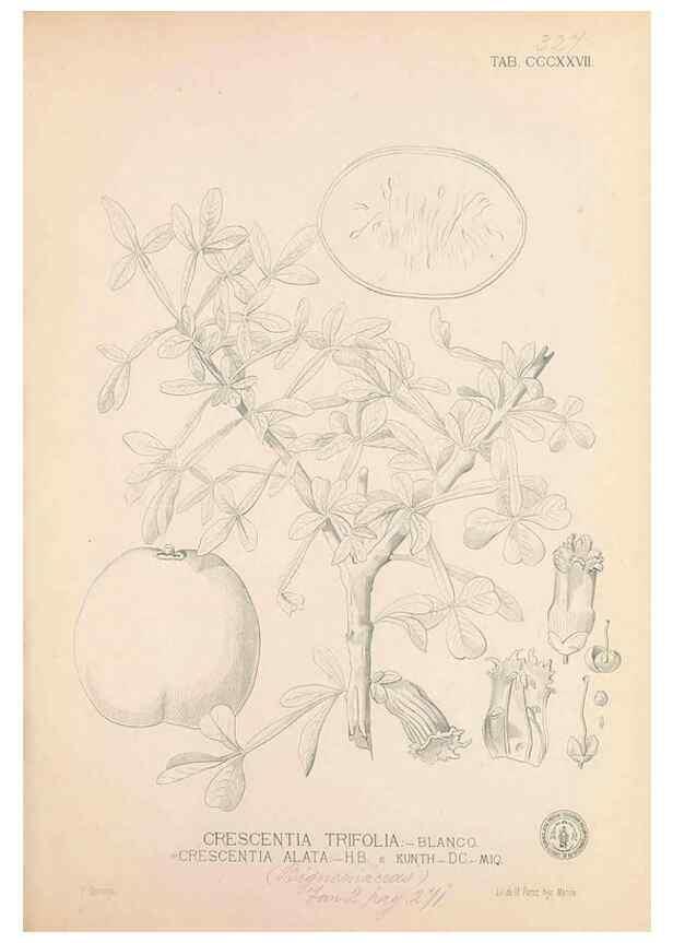 Reproducción/Reproduction 49746659223: Flora de Filipinas,. Manila,Estab. tip. de Plana y ca.,1877-83.. 