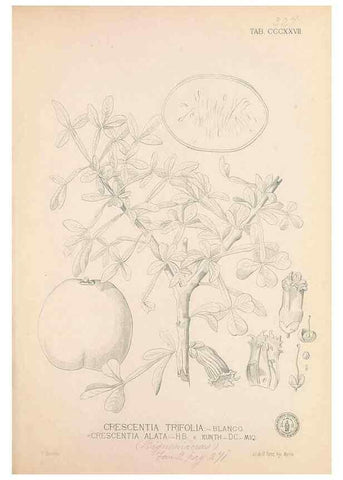 Reproducción/Reproduction 49746659223: Flora de Filipinas,. Manila,Estab. tip. de Plana y ca.,1877-83.. 