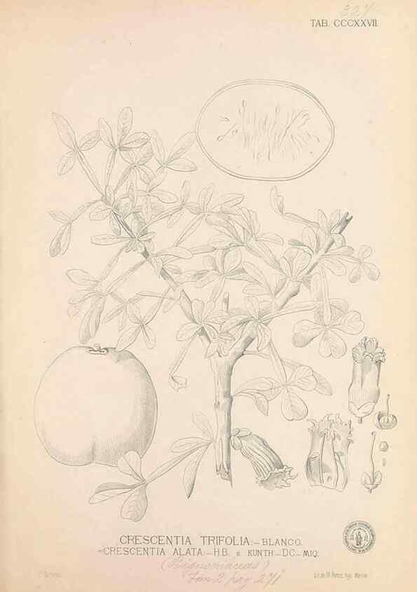 Reproducción/Reproduction 49746659223: Flora de Filipinas,. Manila,Estab. tip. de Plana y ca.,1877-83.. 