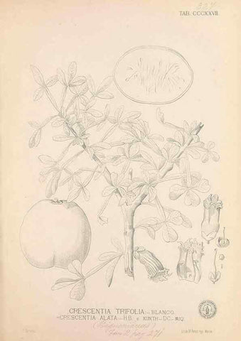 Reproducción/Reproduction 49746659223: Flora de Filipinas,. Manila,Estab. tip. de Plana y ca.,1877-83.. 