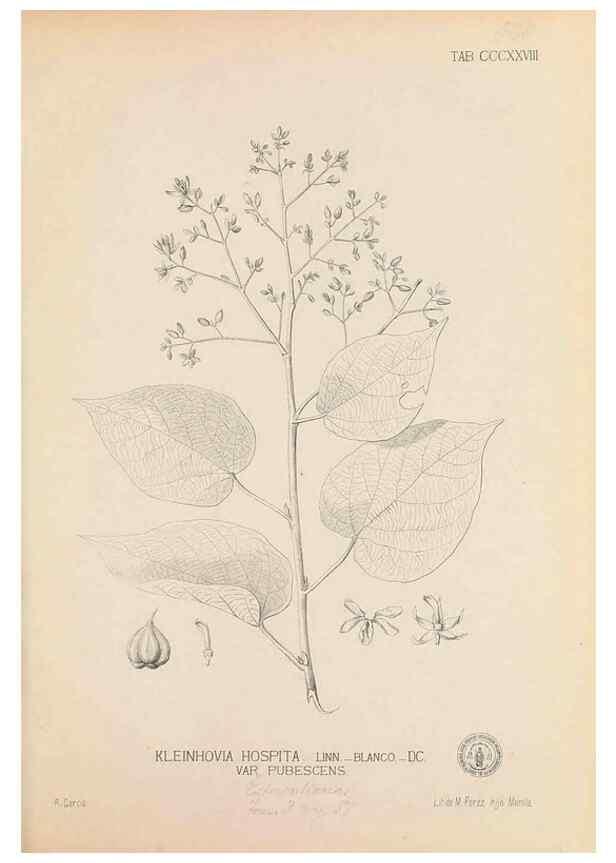 Reproducción/Reproduction 49746659493: Flora de Filipinas,. Manila,Estab. tip. de Plana y ca.,1877-83.. 