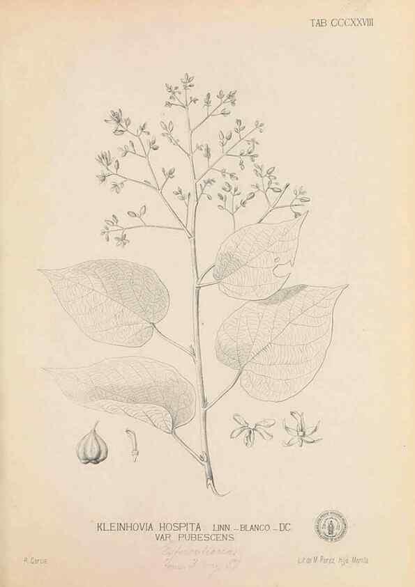 Reproducción/Reproduction 49746659493: Flora de Filipinas,. Manila,Estab. tip. de Plana y ca.,1877-83.. 