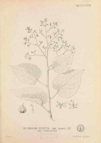 Reproducción/Reproduction 49746659493: Flora de Filipinas,. Manila,Estab. tip. de Plana y ca.,1877-83.. 
