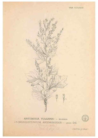 Reproducción/Reproduction 49747528067: Flora de Filipinas,. Manila,Estab. tip. de Plana y ca.,1877-83.. 